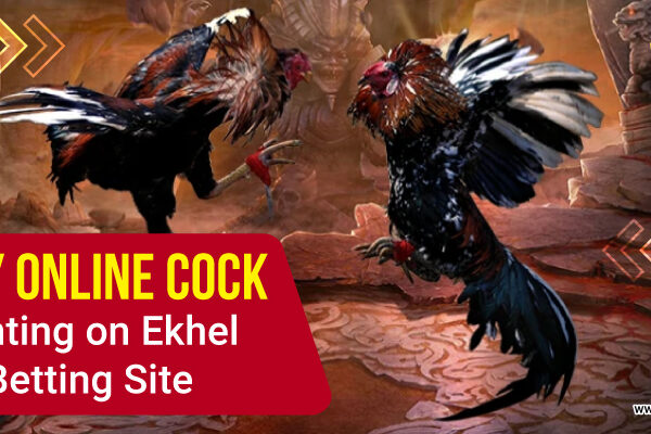 Play Online Cock Fighting on Ekhel Betting Site