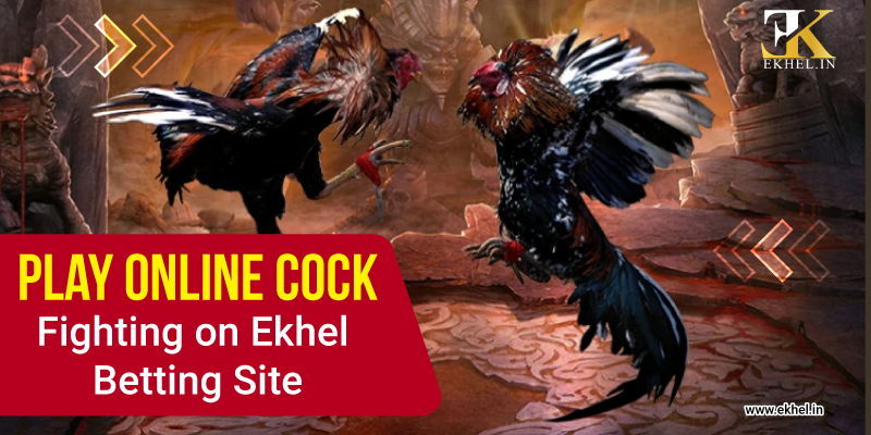 Play Online Cock Fighting on Ekhel Betting Site