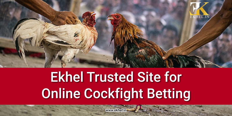 Trusted Site for Online-Cockfight Betting