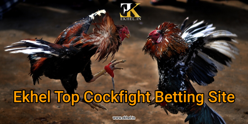 Ekhel top cockfighting site in India