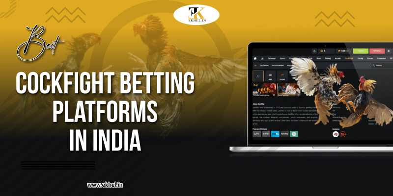 Top Cockfight Betting Site